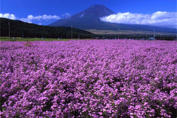 <景上添花>廣州往返 賽裡(lǐ)木湖 吐爾根杏花 獨山子 天山 吐魯番 雙飛8天 康輝旅遊網<景上添花>廣州往返 賽裡(lǐ)木湖 吐爾根杏花 獨山子 天山 吐魯番 雙飛8天